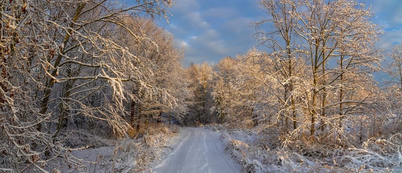 Beautiful winter rural road in natural park in the evening. Scenery landscape.
