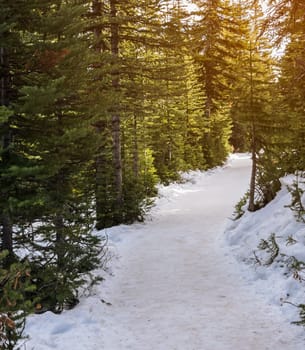 Snow hiking trail through the pine forest at Banff National Park in Alberta, Canada