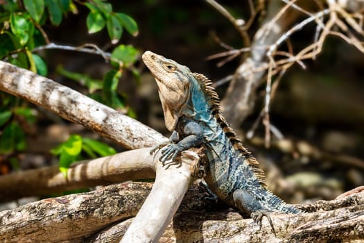 Head portrait of very impressive lizard black spiny-tailed iguana (Ctenosaura similis) in beach of Manuel Antonio National Park, Costa Rica wildlife.