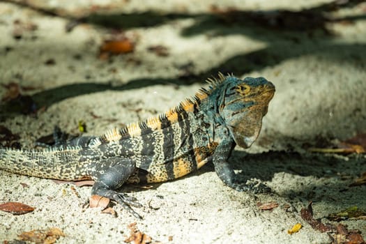 Head portrait of very impressive lizard black spiny-tailed iguana (Ctenosaura similis) in beach of Manuel Antonio National Park, Costa Rica wildlife.