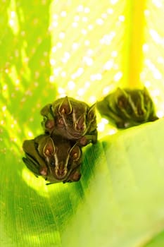 Tent-making bat (Uroderma bilobatum) is an American leaf-nosed bat (Phyllostomidae). Manuel Antonio National Park, Costa Rica wildlife