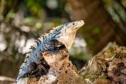 Head portrait of very impressive lizard black spiny-tailed iguana (Ctenosaura similis) in beach of Manuel Antonio National Park, Costa Rica wildlife.