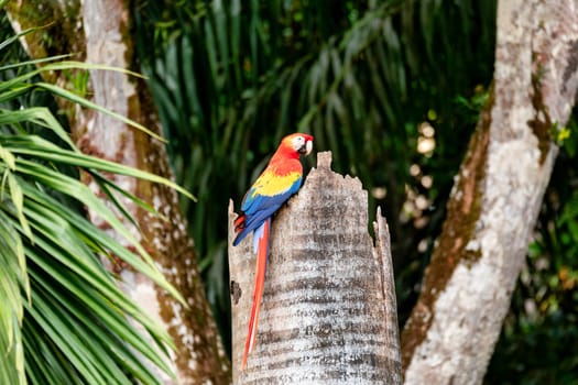 Scarlet macaw (Ara macao), couple sitting at the entrance to their nest in the hollow of a tree trunk. Quepos, Wildlife and birdwatching in Costa Rica.