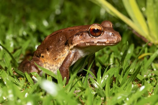 Savages thin-toed frog (Leptodactylus savagei) thin-toed frog species of leptodactylid frog, Refugio de Vida Silvestre Cano Negro, Costa Rica Wildlife