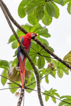 Scarlet macaw (Ara macao), couple sitting at the entrance to their nest in the hollow of a tree trunk. Quepos, Wildlife and birdwatching in Costa Rica.