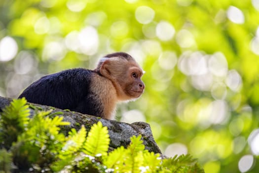 Colombian white-faced capuchin (Cebus capucinus) on tree, Manuel Antonio National Park, Costa Rica wildlife