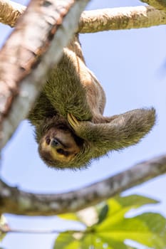 Pale-throated sloth (Bradypus tridactylus) climbing to top of the tree, Manuel Antonio National Park, Costa Rica wildlife