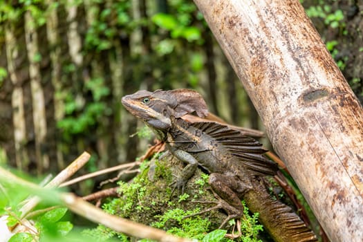 The common basilisk (Basiliscus basiliscus), species of lizard in the family Corytophanidae. Manuel Antonio National Park, Costa Rica wildlife