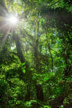 Dense tropical jungle rain forest , Parque Nacional Manuel Antonio, Costa Rica wilderness landscape