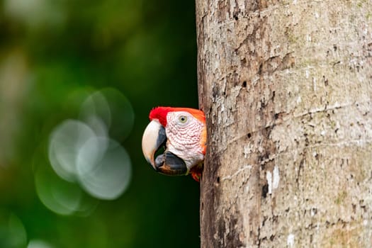 Scarlet macaw (Ara macao), couple sitting at the entrance to their nest in the hollow of a tree trunk. Quepos, Wildlife and birdwatching in Costa Rica.