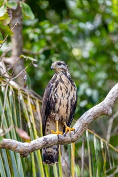 Common black hawk juvenile (Buteogallus anthracinus) is a bird of prey in the family Accipitridae. Manuel Antonio National Park, Costa Rica wildlife