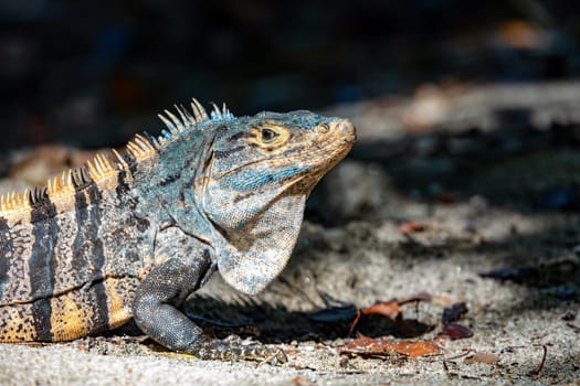 Head portrait of very impressive lizard black spiny-tailed iguana (Ctenosaura similis) in beach of Manuel Antonio National Park, Costa Rica wildlife.