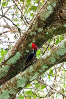 Pale-billed woodpecker (Campephilus guatemalensis) is a species of bird in subfamily Picinae of the woodpecker family Picidae. Carara National Park - Tarcoles, Costa Rica wildlife.