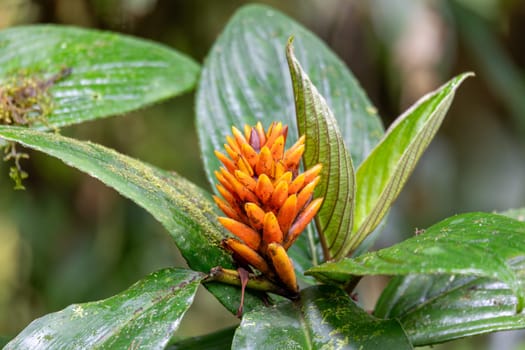 Renealmia cernua, Renealmia is a plant genus in the family Zingiberaceae. Its members are native to tropical Africa and tropical America. Tapanti national park. Costa Rica wilderness