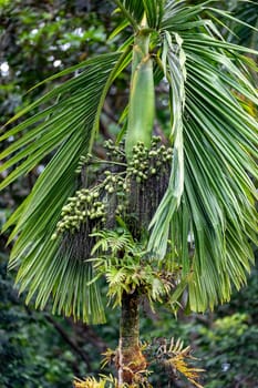 Areca catechu is a species of palm which grows in much of the tropical Pacific, Asia, and parts of east Africa. Quepos, Manuel Antonio National Park wilderness.