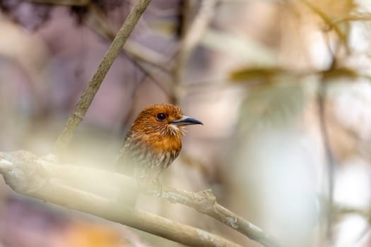 Bird White-whiskered Puffbird (Malacoptila panamensis), Carara National Park - Tarcoles, Wildlife and birdwatching in Costa Rica.