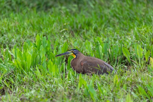 Bare-throated tiger heron (Tigrisoma mexicanum) is a wading bird of the heron family, Ardeidae. River Rio Bebedero, Palo Verde National park Wildlife Reserve, Costa Rica wildlife