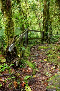 Jungle landscape with stone stars. Rain forest in Tapanti national park, traditional misty cloudy weather. Green natural background. Costa Rica wilderness