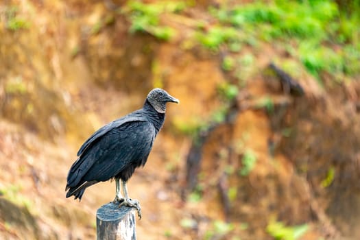 Black vulture (Coragyps atratus), also known as the American black vulture, Mexican vulture, zopilote, urubu, or gallinazo, is a bird in the New World vulture family
