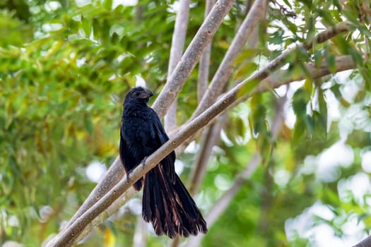 Black bird, groove-billed ani (Crotophaga sulcirostris), tropical bird in the cuckoo family, Guanacaste Costa Rica