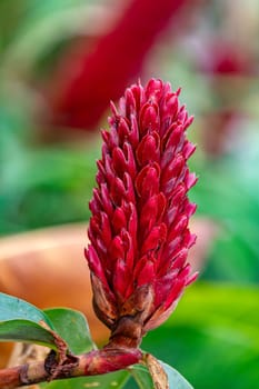 Alpinia purpurata flower aka Red ginger. Beautiful flower from a family of decorative plant, will grow in rainforest of Costa Rica. Quepos, Manuel Antonio National Park wilderness.