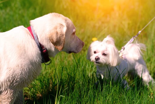White maltese dog in the grass, companion dog
