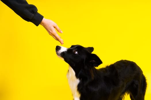 Friendship between people and animals, a studio shot, love, tender, warm feeling and emotion