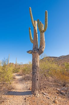 Very Aged and Gnarled Saguaro Cactus in Organ Pipe National Monument in Arizona