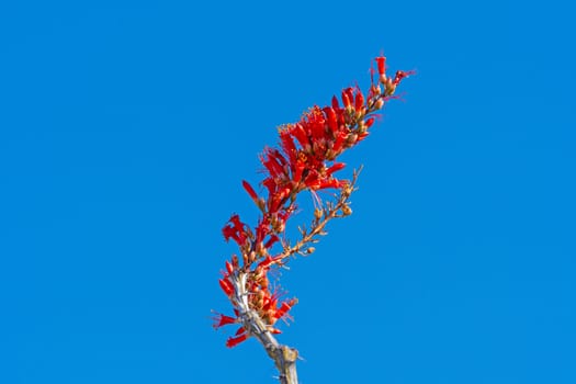 Spring Flowers of an Ocotillo in Organ Pipe National Monument in Arizona