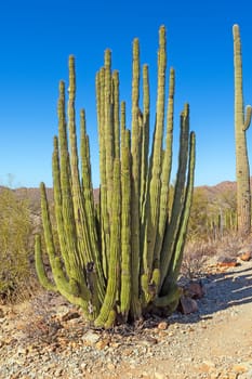 Organ Pipe Cactus in a Arid Setting in Organ Pipe National Monument in Arizona