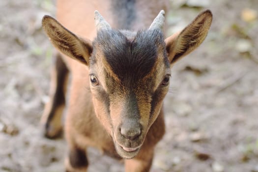 Animal portrait of cute brown young goat.