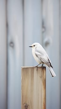 Whitewashed wooden board used to stop a serene white bird.vertical background.Generative AI