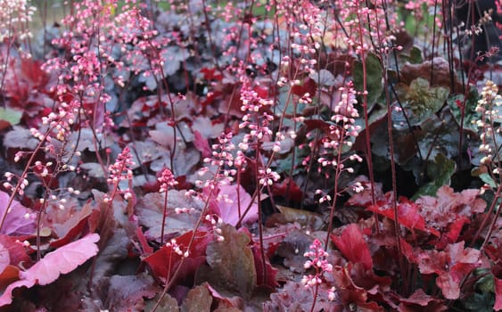 blossoming alumroot in the garden