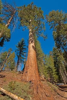 Massive Sequoia Growing on a Mountain Slope in Kings Canyon National Park in California
