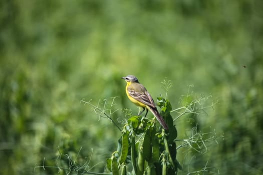 A wagtail, wagtail, peeper (Motacillidae), Gele Kwikstaart on the top of a pea plant.