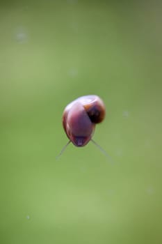 A post horn snail on the glass pane of an aquarium.