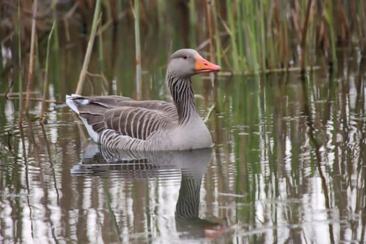 A greylag goose on the edge, on a pond.