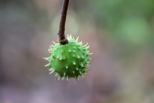 A chestnut in its prickly cover.