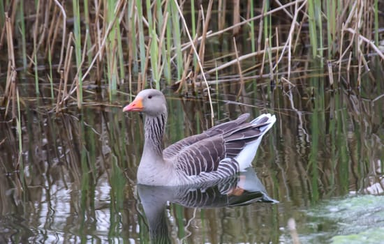 A greylag goose on the edge, on a pond.
