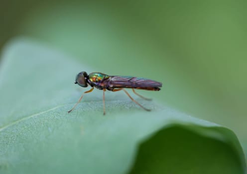 A two-spotted dung weapon fly on a leaf of a tree.