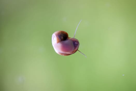 A post horn snail on the glass pane of an aquarium.