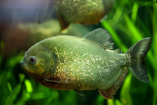Portrait of a Piraya (Pygocentrus piraya) in an aquarium.