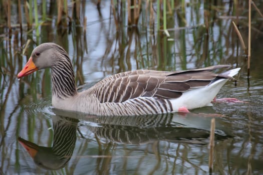 A greylag goose on the edge, on a pond.