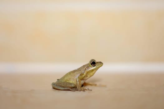 Photograph of a Cuban tree frog.