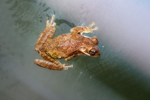 Photograph of a Cuban tree frog.