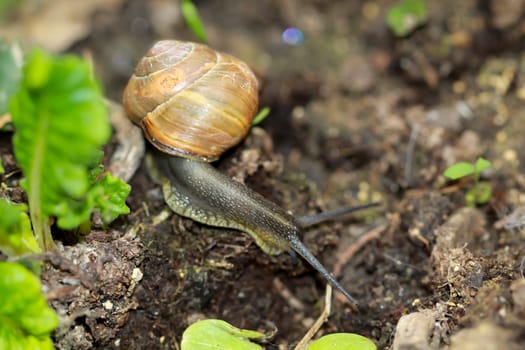 A ribbon snail on the ground.