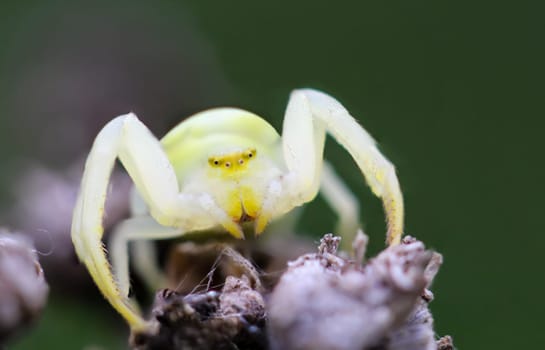 A variable crab spider sits on a dry rain fern plant.