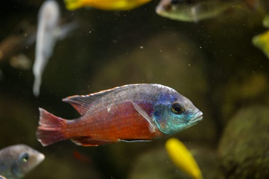 Poprtrait of a Malawi cichlid, freshwater fish in an aquarium.