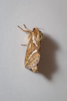 Side view of a small hop rootworm on a wall.