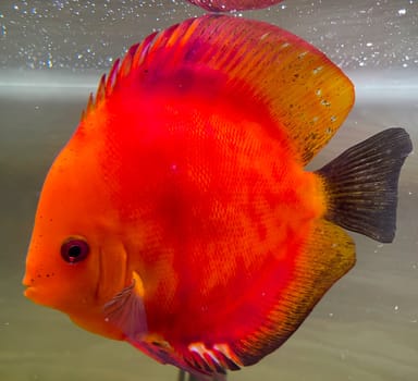 Portrait shot of discus fish in an aquarium, Amazon Aquarium.